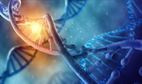 Minicircles are circular DNA elements